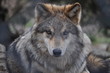 Loup de Sibèrie