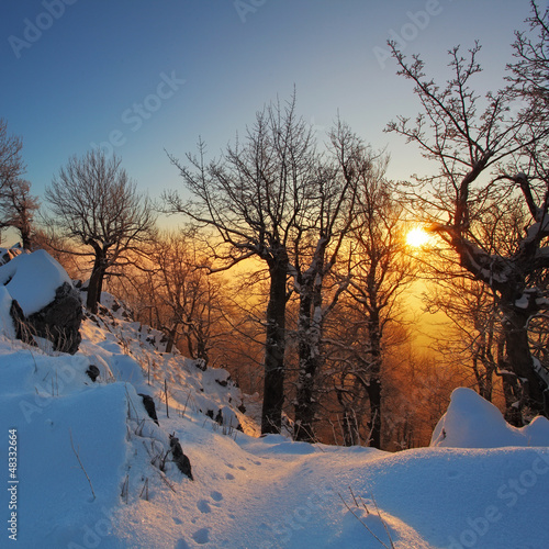 Photo: Beautiful winter sunset with trees in the snow Beautiful winter sunset with trees in the snow
