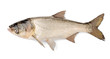 Fish Silver Carp, Hypophthalmichthys Molitrix
