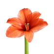 Foto: Amaryllis with stem Amaryllis with stem