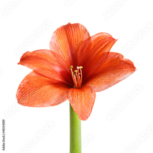 Photo: Amaryllis with stem Amaryllis with stem