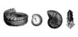 Prehistory : 3 Ammonits - Fossils : Jurassic Period