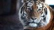 Siberian tiger