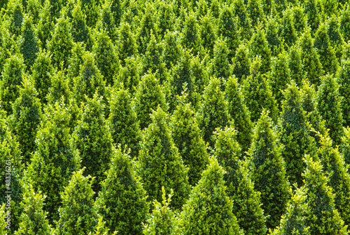 Photo: Industrial growth of sculpted green buxus Industrial growth of sculpted green buxus