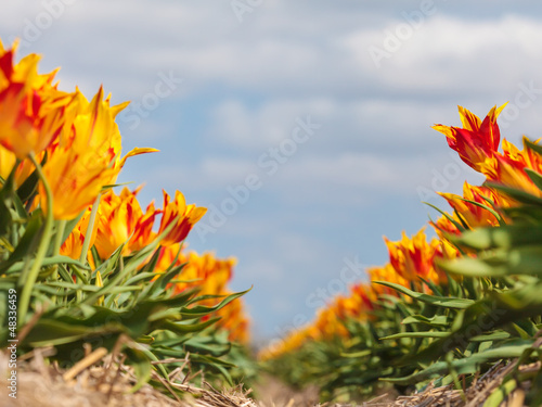 Photo: Field with colorful tulips in springtime Field with colorful tulips in springtime