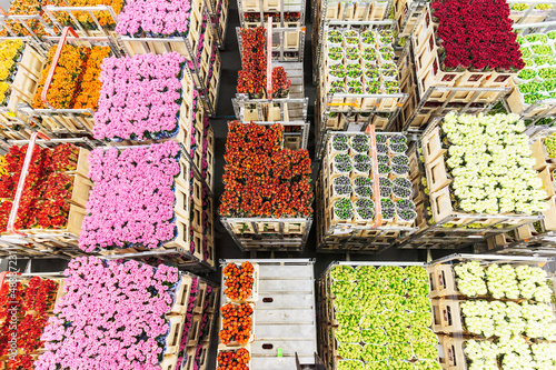 Photo: Crates with flowers on a flower auction Crates with flowers on a flower auction