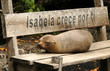 Seelöwe ruht