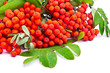A branch of rowanberries isolated on white background