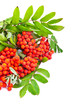A branch of rowanberries isolated on white background