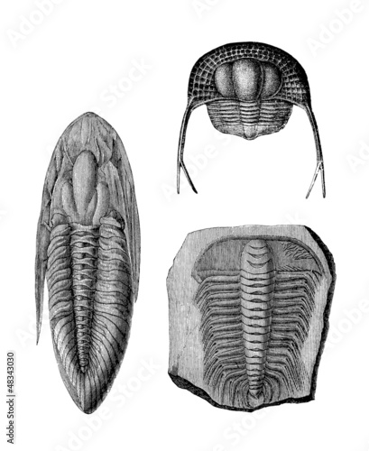 Illustration: Prehistory : Trilobit (SilurianPeriod) Prehistory : Trilobit (SilurianPeriod)
