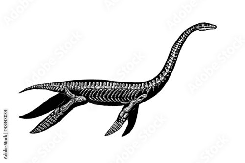 Illustration: Prehistory : Plesiosaurus (Jurassic) Prehistory : Plesiosaurus (Jurassic)