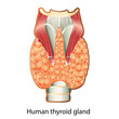 Human thyroid gland