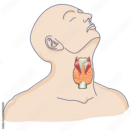 Vector: thyroid gland in the human body thyroid gland in the human body