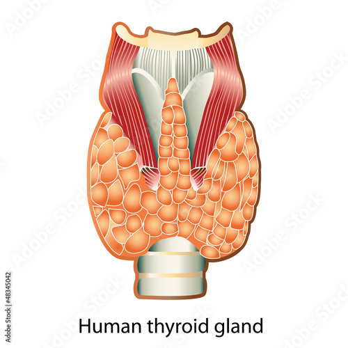 Vector: Human thyroid gland Human thyroid gland