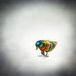 tin bird