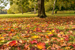herbstblätter auf der wiese