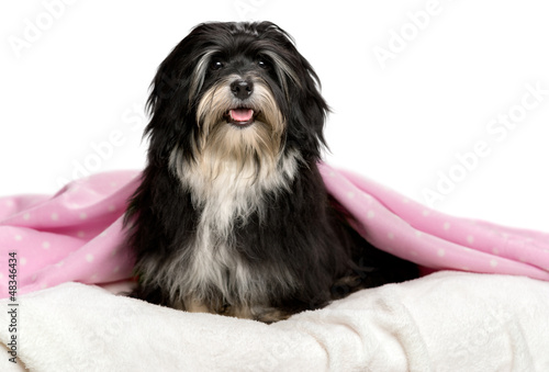 Photo: Cute sitting black and white Havanese dog in a bed Cute sitting black and white Havanese dog in a bed