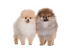 Two spitz puppy, standing on a white background