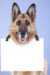 Photo: dog and blank banner dog and blank banner