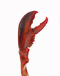 Foto: Tenaza de langosta,pata de langosta ,cangrejo en fondo blanco. Tenaza de langosta,pata de langosta ,cangrejo en fondo blanco.