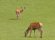Female red deer grazing.