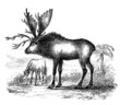 Prehistoric Animal : Sivatherium (Pliocene)