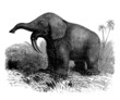 Extinct Prehistoric Animal : Dinotherium