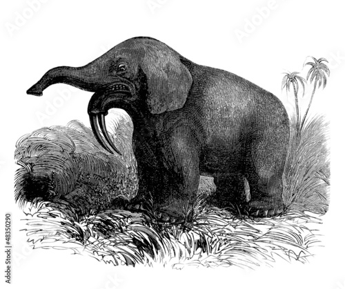 Illustration: Extinct Prehistoric Animal : Dinotherium Extinct Prehistoric Animal : Dinotherium