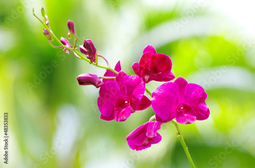 Photo: orchid orchid
