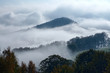 Wooded mountain and trees emerging from the clouds and fog