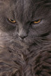 Kartäuser Katze