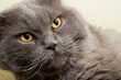 Hauskatze