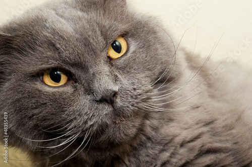 Photo: Hauskatze Hauskatze