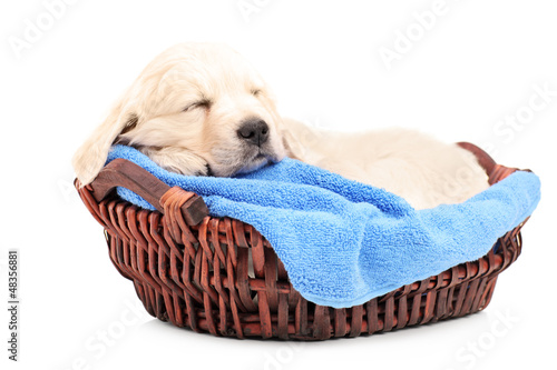 Photo: Retriver puppy dog sleeping in a basket Retriver puppy dog sleeping in a basket