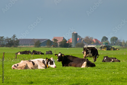 Photo: Cows are resting with farm and tractor in backdrop Cows are resting with farm and tractor in backdrop