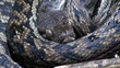 amethystine python close up