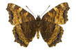 Nymphalis xanthomelas (Yellow-legged Tortoiseshell)