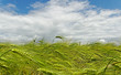 Barley field.