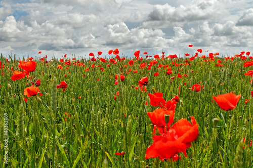 Photo: Poppies on the field. Poppies on the field.