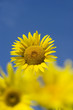 Sonnenblumen 3
