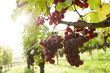 Wein