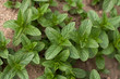 Mint in the garden