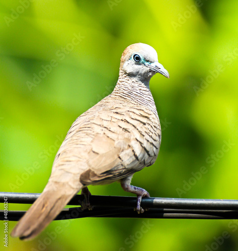 Photo: Dove on the wire Dove on the wire