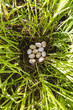 Eggs in nest