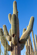 Saguaro-Kaktus in Arizona