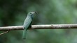 Video: Blue-beared Bee-eater on branch , thailand. Blue-beared Bee-eater on branch , thailand.