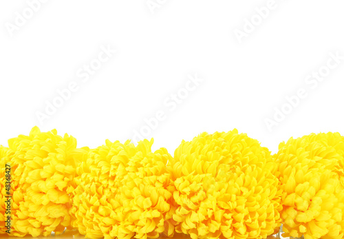 Photo: bright yellow chrysanthemums, isolated on white bright yellow chrysanthemums, isolated on white