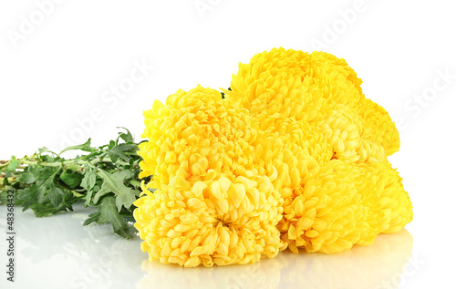 Photo: bright yellow chrysanthemums, isolated on white bright yellow chrysanthemums, isolated on white
