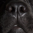 cute nose of black labrador retriever dog