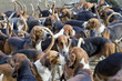 Hunter hounds dogs background